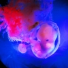 Ein Kind entsteht: Embryo in Fruchthuelle