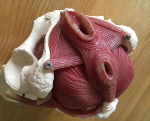 Beckenbodenmodell